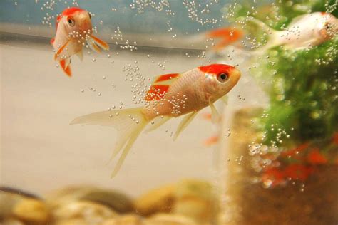 風水魚有哪些|養魚能招財，10條最實用的養魚風水（你一定要知道）。